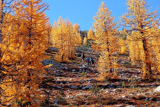 Hiking through larches