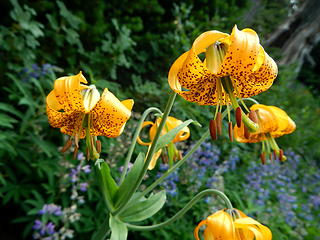 tiger lilies