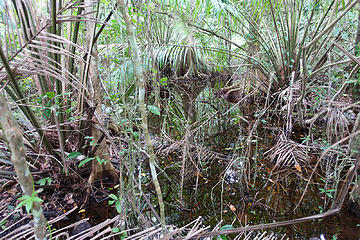 Cahuita Swamp