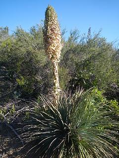 a century plant bloom?