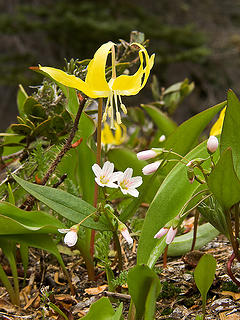 Glacier Lily and Spring Beauty