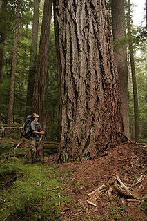 Cole investigates a giant evergreen, Grey Wolf River, Olympic National Park, Washington.