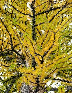 Looking up at green & gold branches