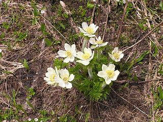 Western Anemone in bloom