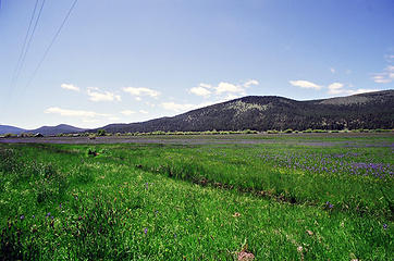 camas meadow near Alturas