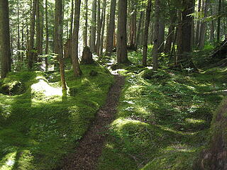 fisher creek forest