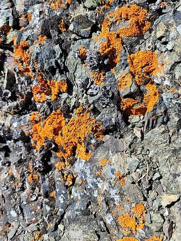 just above the col, I veered around the spots with extremely bright orange lichen