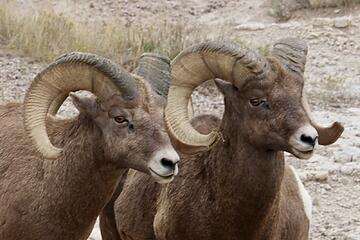 Bighorn