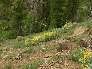 More Balsamroot