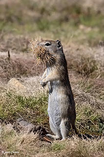 Belding's ground squirrel forages for breakie