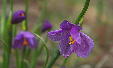 Grass widow trio