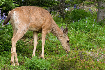 Venison