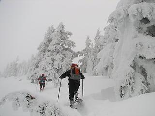 Matt and wildernessed admiring the trees.