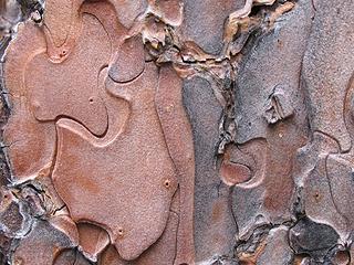 Ponderosa pine bark