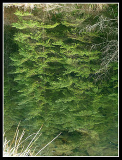 Pond Reflection