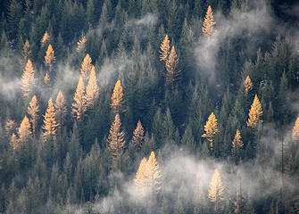 Western larch amongst the pine
