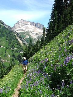 Lupines on Liberty Cap