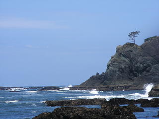 another lone tree hangin' on for dear life