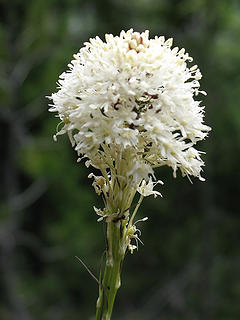 Beargrass with ant