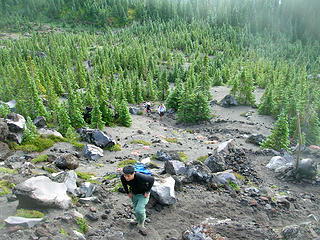 leaving tree line