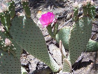 Beavertail bloom