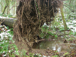 Rootwad and a new wetland in the forest