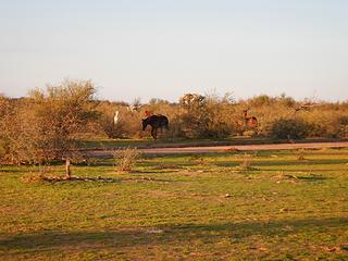 horses