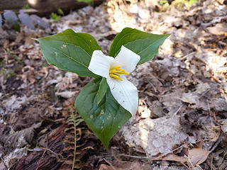 Trillium