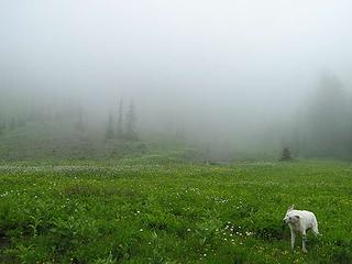 Bad Dogs in the mist!