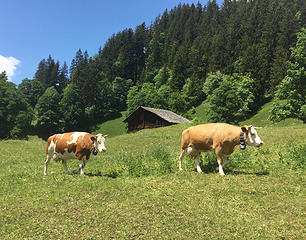 Grindelwald 6/2/18