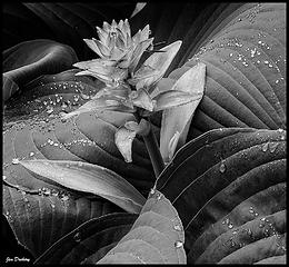 Hosta 1