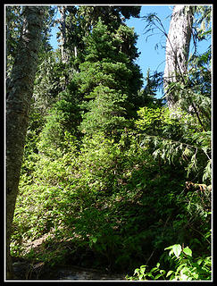 Fine Scrambling Conditions