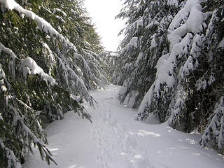 Rattlesnake trail in the snow
