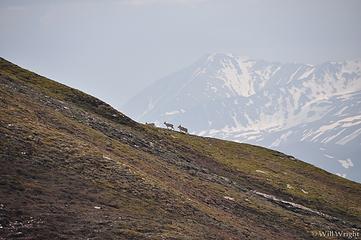 Dall Sheep from Alaska Range Hike