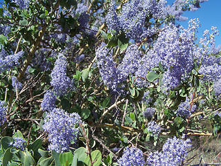 Purple blooms