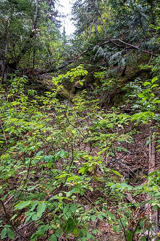 mossy gully to trail