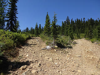 No sign at the last fork in the road for the trailhead. It starts in a clearcut and soon enters old growth.