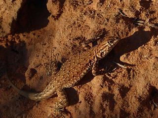 The first few lizard pictures I took were out of focus, so I made it my mission one afternoon to get a good picture. These lizards were all over the place, except when I wanted to photograph one!