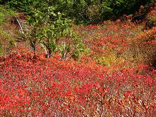 fall colors!