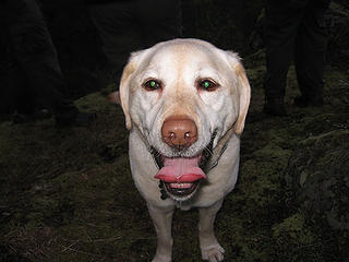 Tokul begging for food