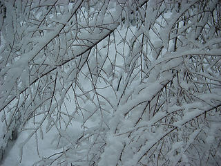 Twigs and snow