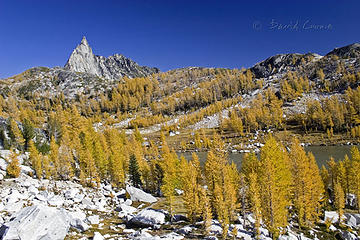 larch perfection