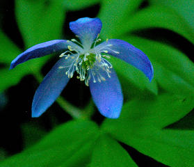 Blue flower