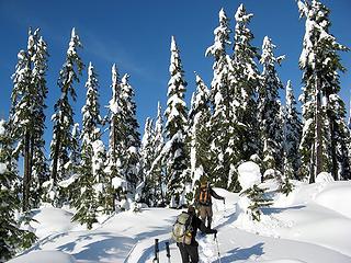 Arriving at big beautiful open trees