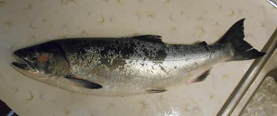 Wild Queets River Salmon 092619 01