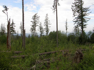Rattlesnake Mountain trail clearcut views from past Stan's overlook.