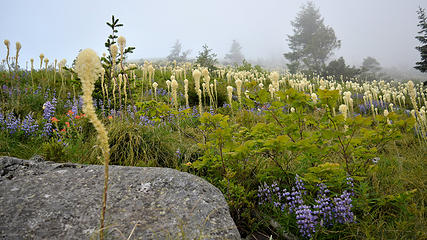 Beargrass into the clouds. Bandera Mountain, WA