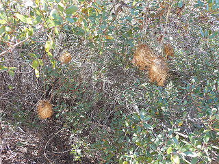 Dried up wild cucumber fruit