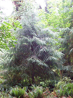 Silver-ish tree