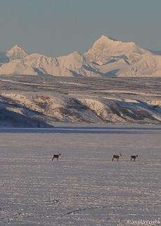 Caribou on Summit Lake, Alaska Range